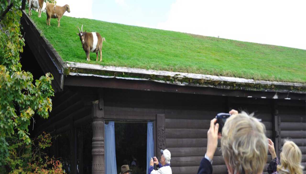 Attorney’s-Challenge-of-Goats-on-Roof-Trademark-Deemed-Frivolous-image